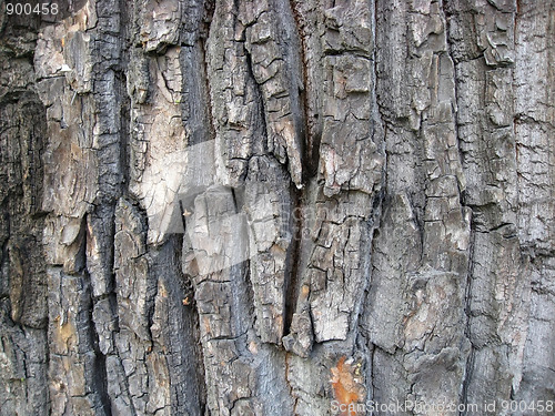 Image of Tree bark texture