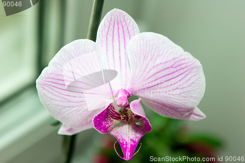 Image of Orchid