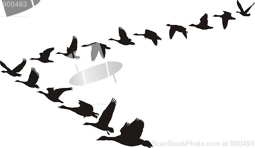 Image of Geese flying in the shape of the unit