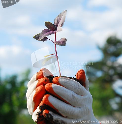 Image of plant in a hands