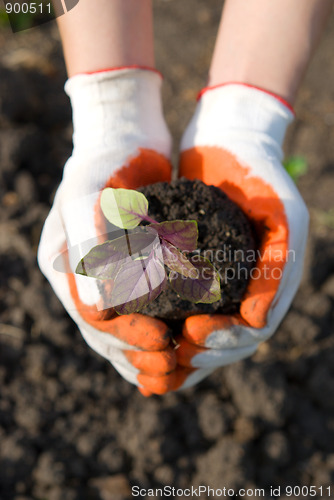 Image of plant in hand