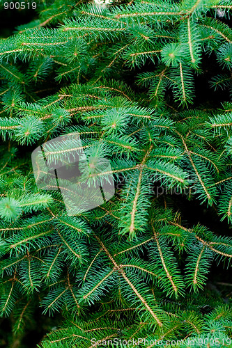 Image of pine tree