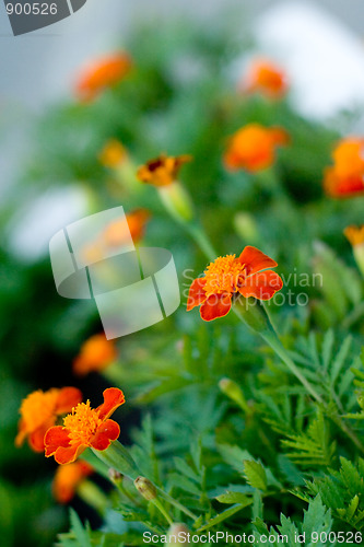 Image of field of orange flowers 
