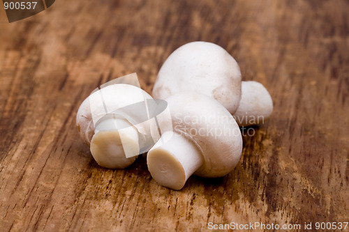 Image of three fresh champignon