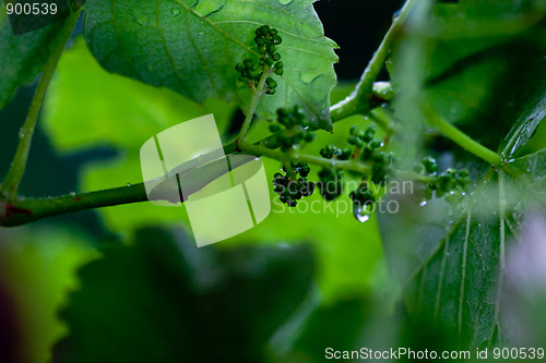 Image of green leaves