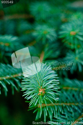 Image of pine tree