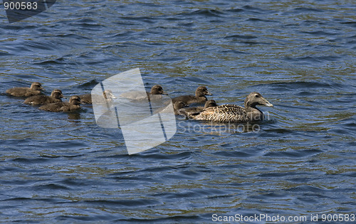 Image of Eider