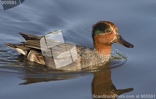 Image of Eurasian Teal