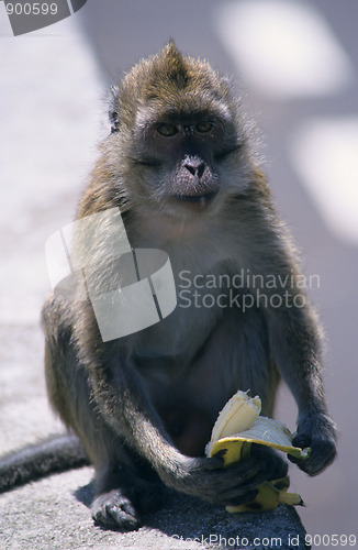 Image of monkey eating a banana