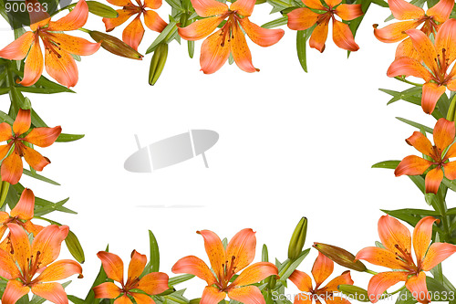 Image of orange lily frame