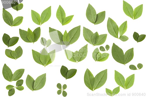 Image of front view of different shape leaves