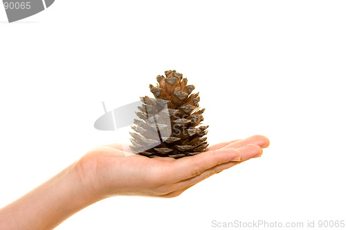 Image of Cone on palm