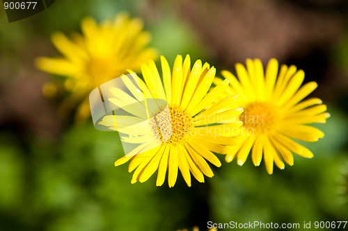 Image of Yellow daisies