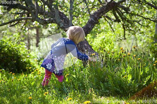 Image of Little girl with dandelions