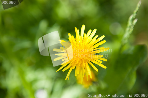 Image of Beautiful yellow dandelion