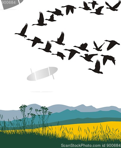 Image of Migrating geese in the spring