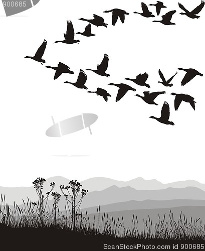 Image of Migrating geese in the spring and autumn