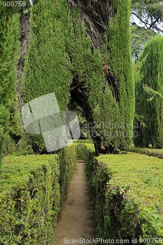 Image of Maze in the gardens of the Royal Alcazar in Seville, Spain