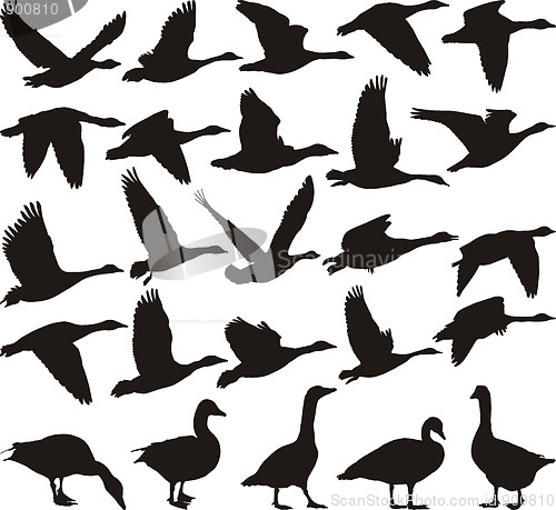 Image of Geese black silhouette