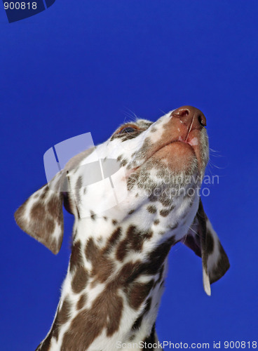 Image of Dalmation