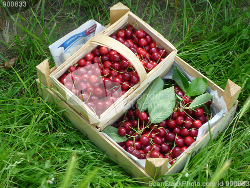 Image of Baskets full of cherries