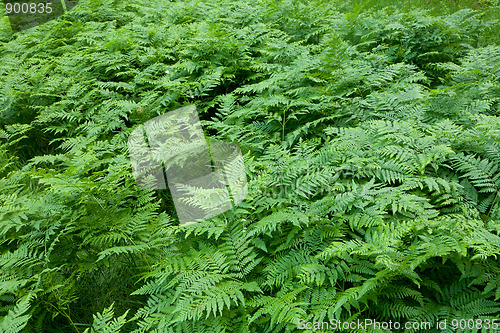 Image of Floral background with Western Brackenfern