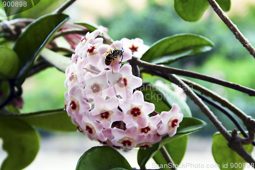 Image of Honeybee on pink flower
