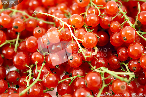Image of Red currant