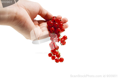 Image of Female hand with red currant berries