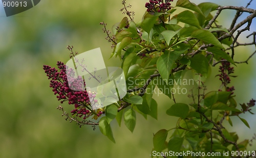 Image of Common lilac