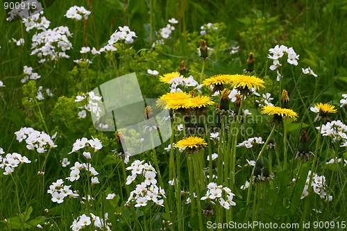 Image of Spring flowers