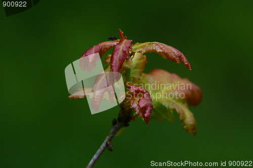 Image of Oak leaves