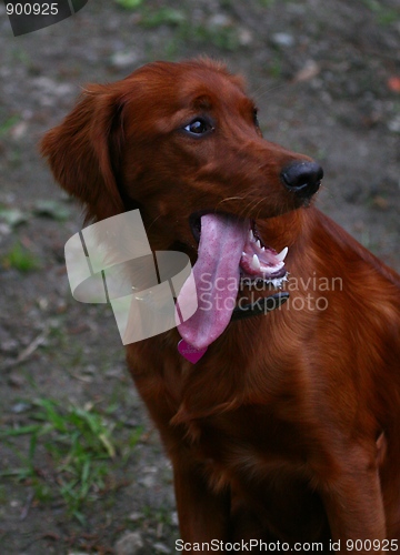 Image of Irish setter