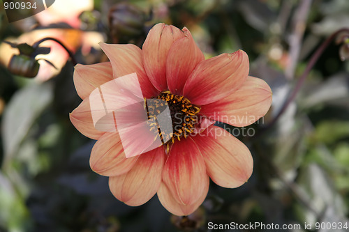 Image of Wild flower