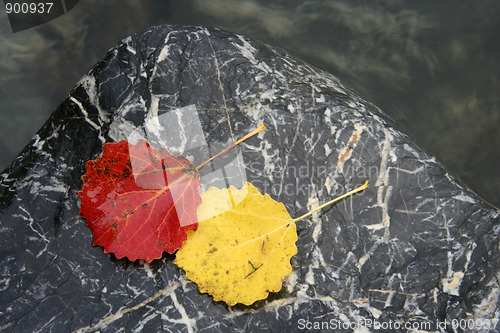 Image of Colorful leaves isolated on stone