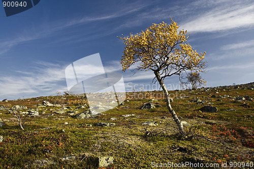 Image of Lonely tree 