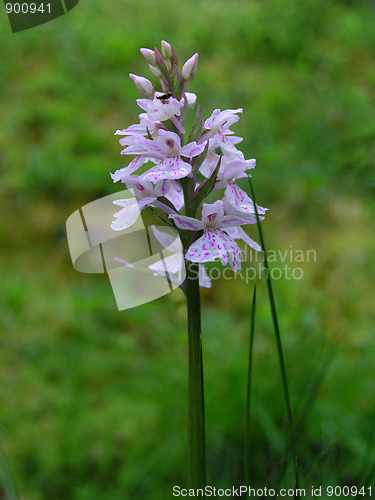 Image of Beautiful spotted-orchid 