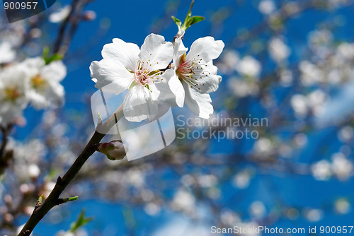 Image of Almond blossom