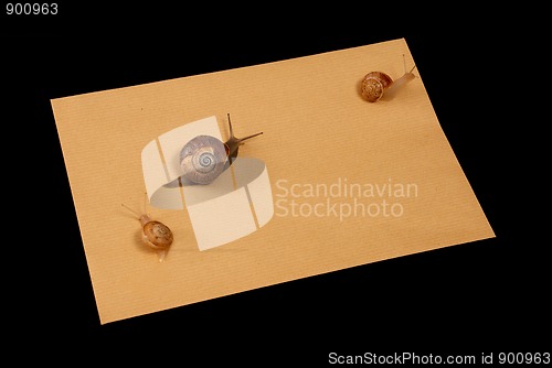 Image of Snail mail
