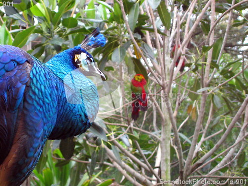 Image of Peacock