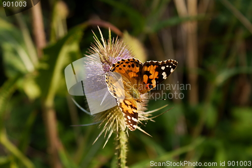 Image of painted Lady