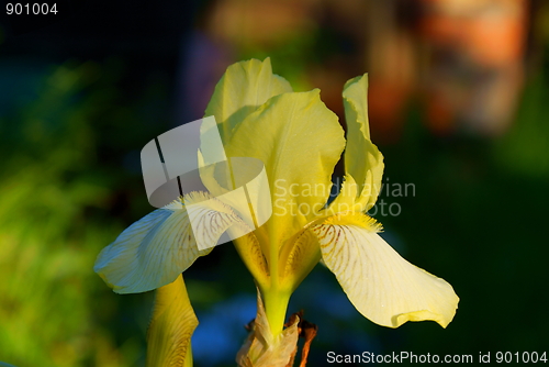 Image of Iris