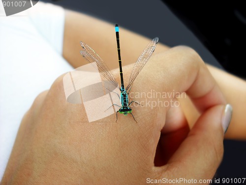 Image of Small dragonfly on hand