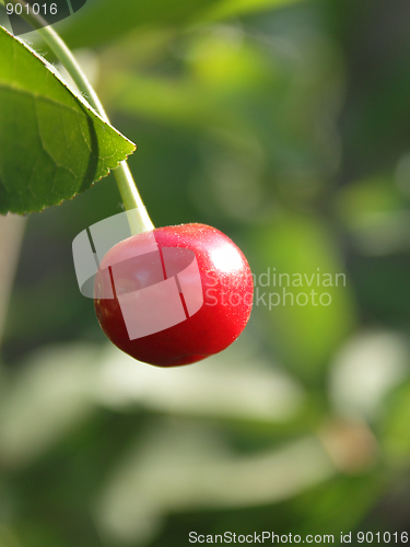 Image of Cherry on the tree