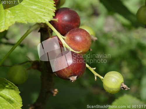 Image of Unripe currant in the garden