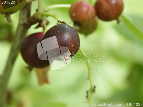 Image of Unripe currant in the garden