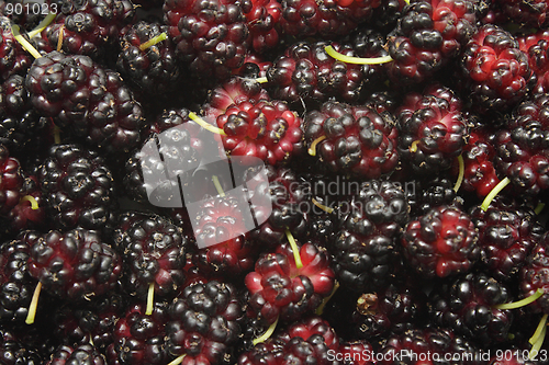 Image of Mulberry closeup