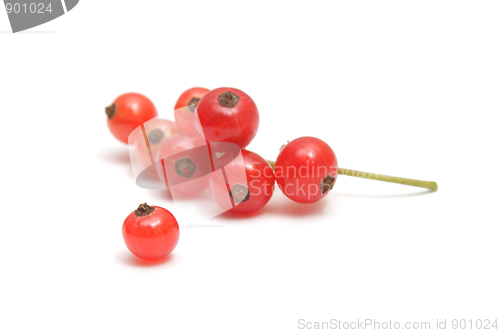 Image of Red currant isolated on white