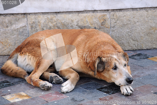 Image of Stray Dog in the Street