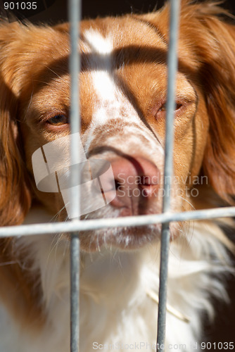 Image of Caged dog